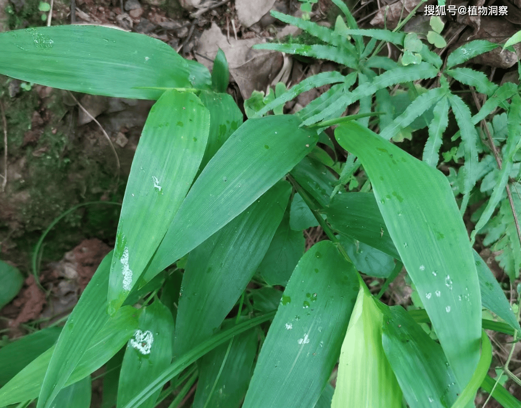 农村3种凉茶草