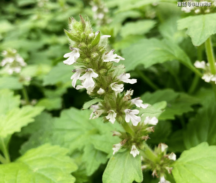 白毛夏枯草,又称金疮小草,筋骨草,有3大作用,价值极高,农民朋友要了解