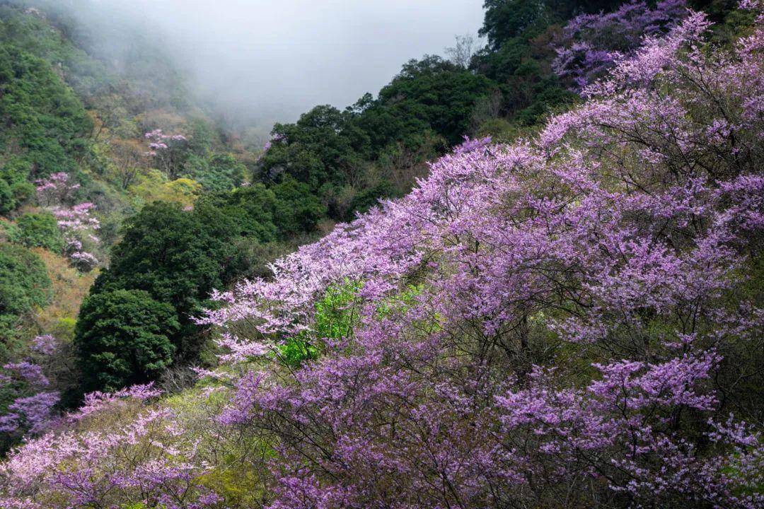 多图上新!青川唐家河十里野生紫荆花邀您来赏
