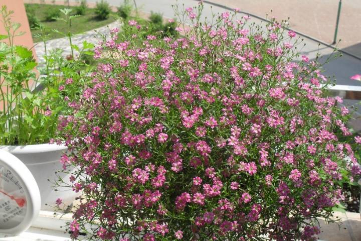 需要指出的是,很多资料都显示满天星是二年生植物,其实吉普赛是多年生