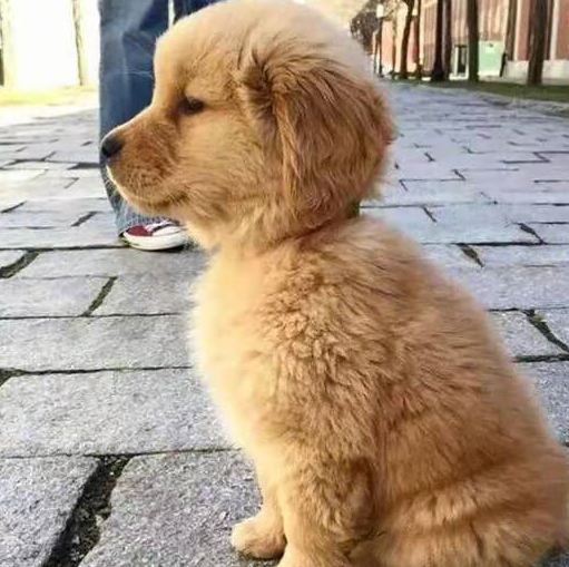 你家的金毛肯定没这么可爱,奶狗金毛萌照合集,如何照顾小奶狗?