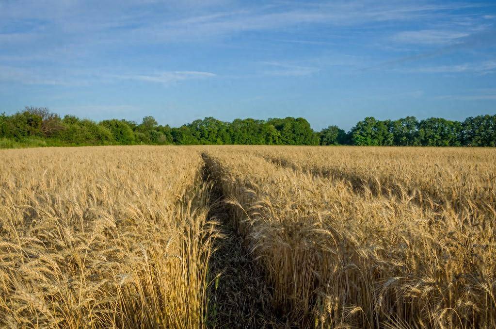 阿根廷小麦种植低于五年平均水平