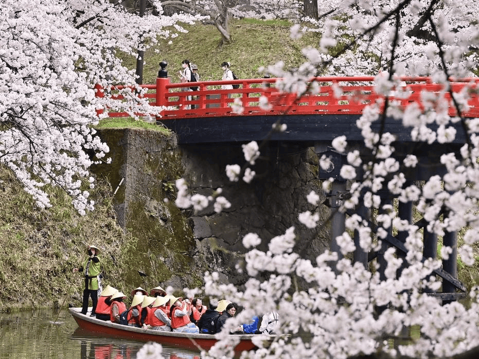 日本青森县弘前公园樱花盛开 粉色花海格外浪漫_大地_花瓣_微风