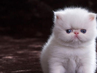 猫咪大概是这个世界上最温柔的宠物了吧,每次一看到小奶猫就挪不动腿