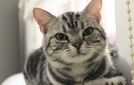 女孩子最喜欢的猫咪,苏格兰折耳猫上榜,男生们记住了吗?