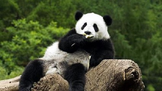 大熊猫看上去那么柔软可爱,猛兽为什么不攻击它