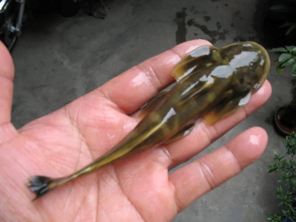 石爬鮡,作为一种独特的淡水鱼类,偏爱激流勇进的生活环境