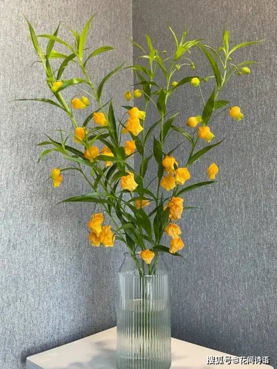 百合_晚香玉_宫灯