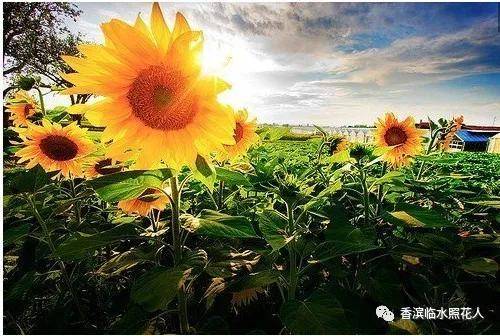 【思维导图"画"作文——我喜欢的小动物】张奇《我的动物朋友