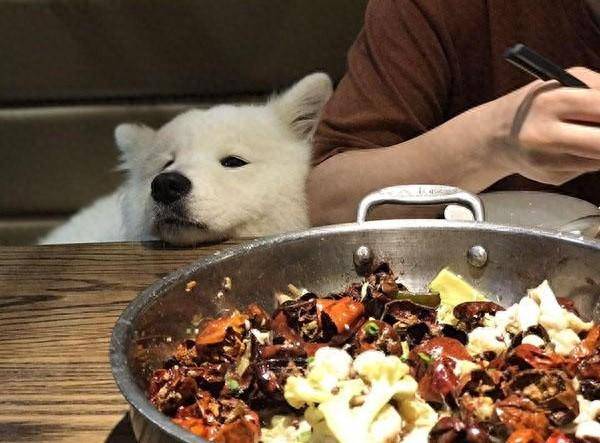 "女子吐槽店主不懂变通,网友:熟的可以进_哈士奇_主人_家人