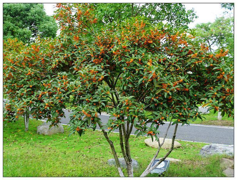 桂花树形状图片