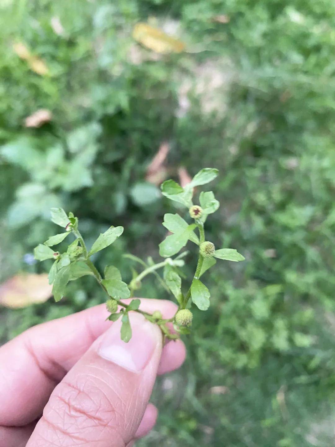 4大民间鼻炎偏方,有2个很好用!