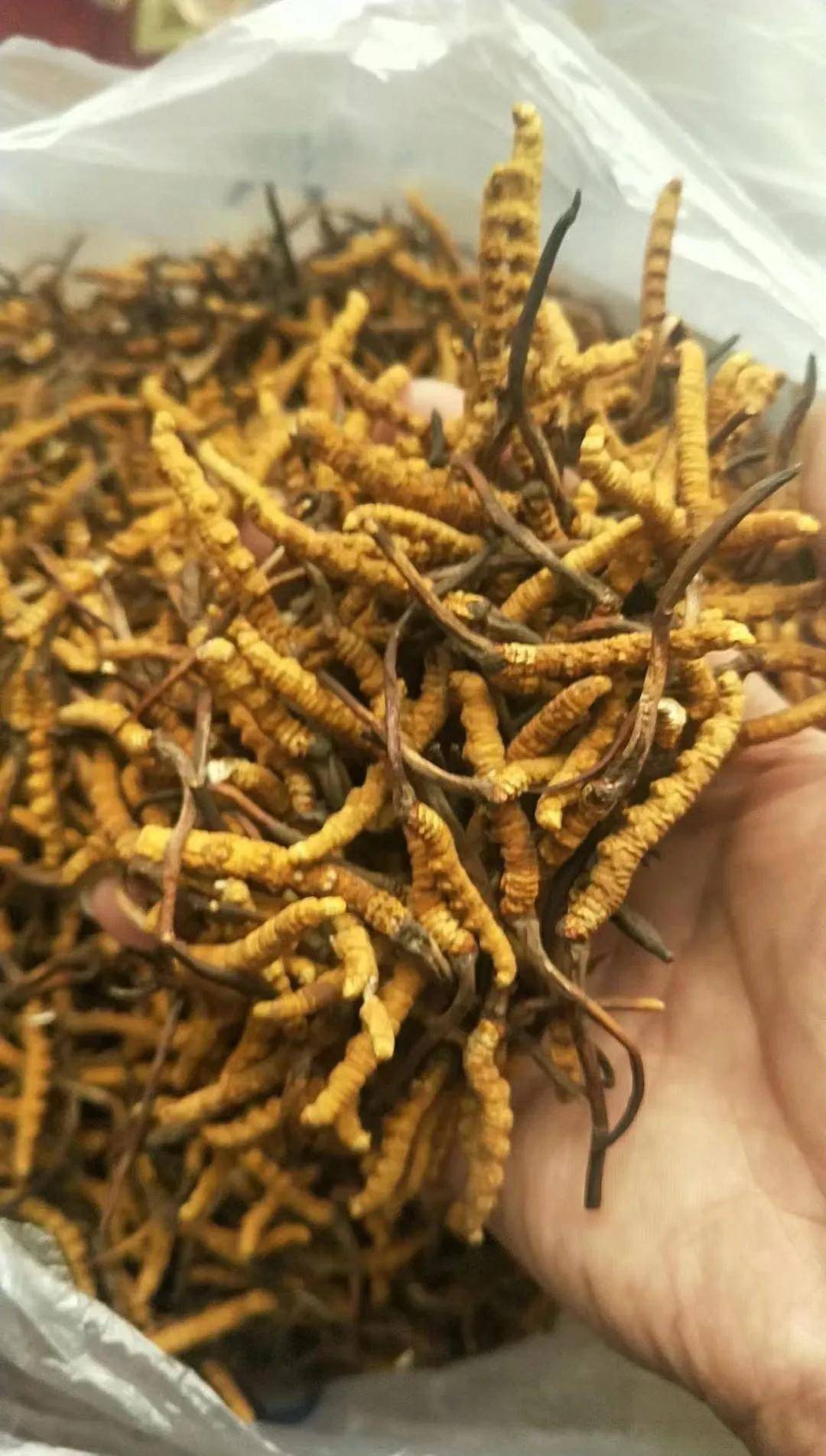 都是冬虫夏草,为什么价格差别那么大?