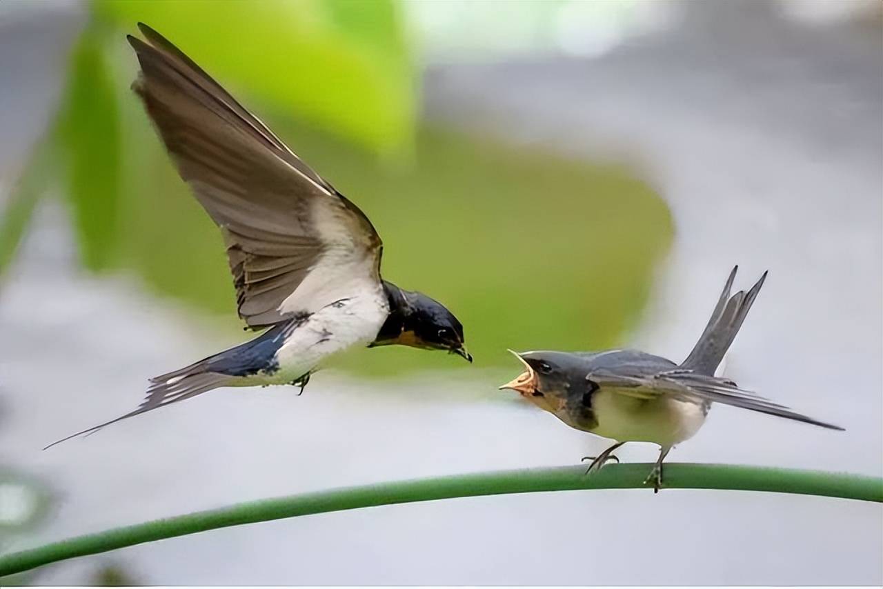 葛天民的一首咏物诗,全诗借燕之乐,道出了对幸福隐居生活的向往_燕子