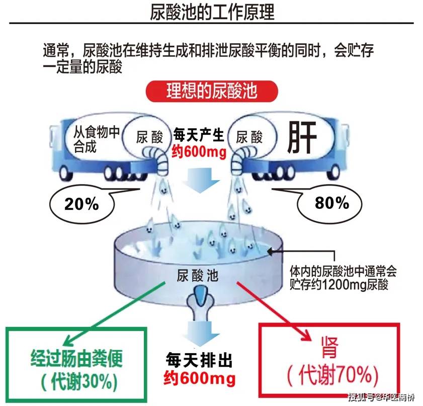 精准防控 "痛风",畅享"健康"生活