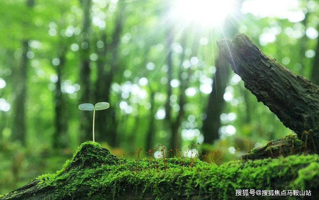 四季斑斓,移步异景,百草葱郁尽收眼底,意趣景色赏之不尽;春来嫩芽破土