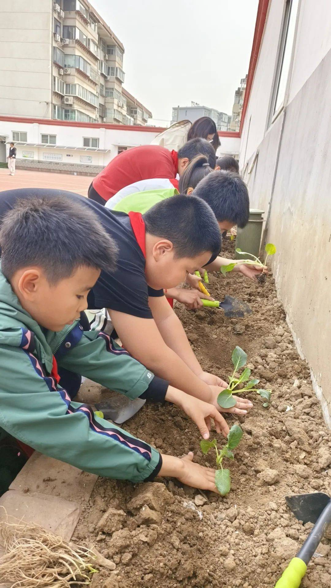 济南市十亩园小学开展"同育一株苗"劳动实践活动_农业_种植_专业