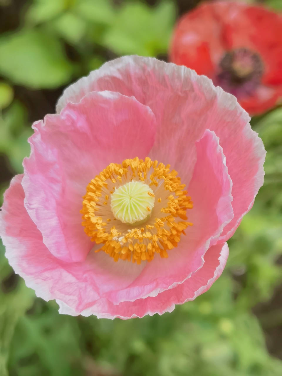 孙子大义灭亲举报爷爷种罂粟?民警:虞美人