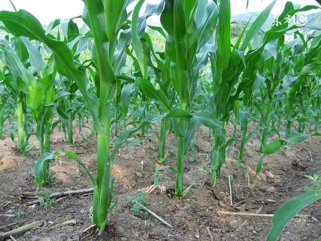 果实 蔬菜 植物 种子 640_480