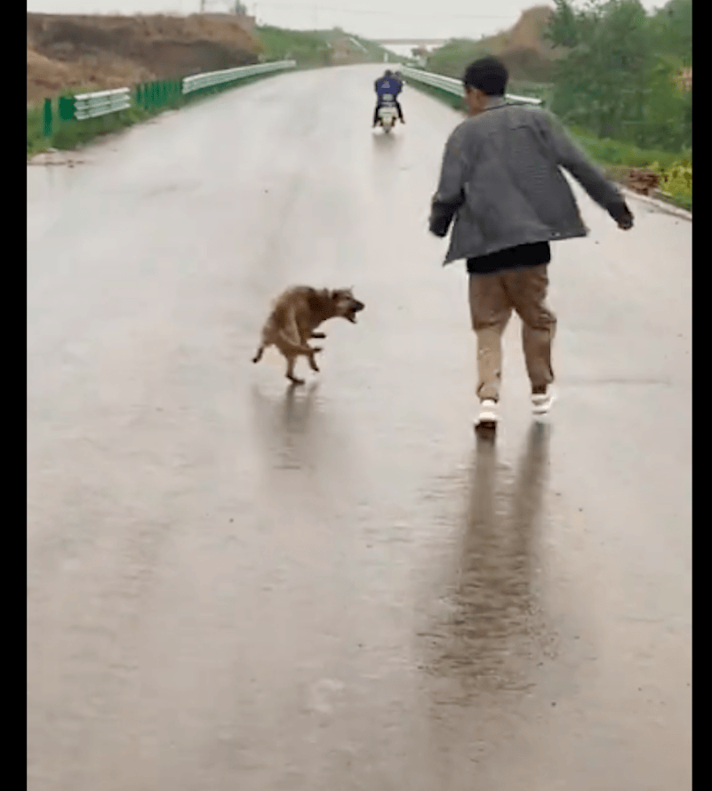 没脚的流浪狗在雨中奔跑,好心人太心疼不敢去追,只能默默跟着!