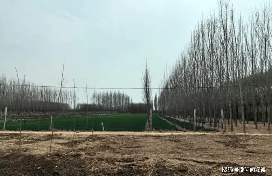 肃宁“万亩耕地变林地”：生态建设与粮食安全的