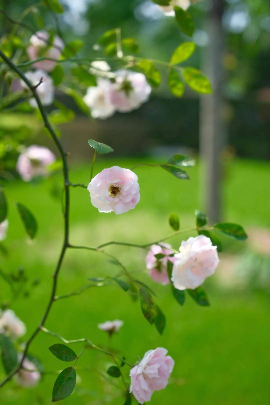 持续20天转发送门票!"五一"来龙虎山·百万玫瑰花海旅游节赏花