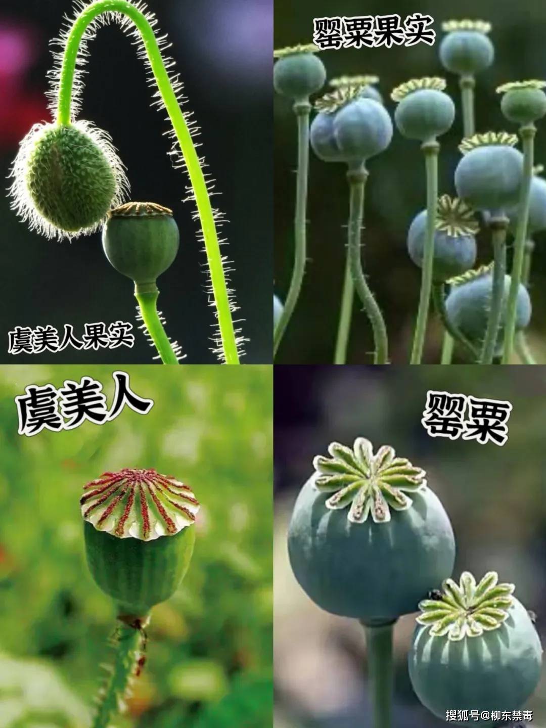 毒品花罂粟花图片