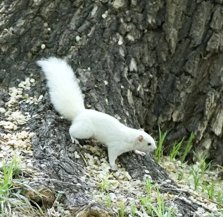天坛,一只可爱的白松鼠