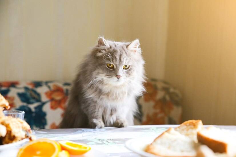 怎么判断自己所选的猫粮是否适合长毛猫