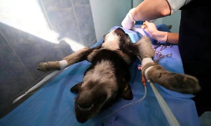 狗狗绝育后,需要注意这几点:戴好脖圈,避免狗狗舔舐不管公狗还是墓贩