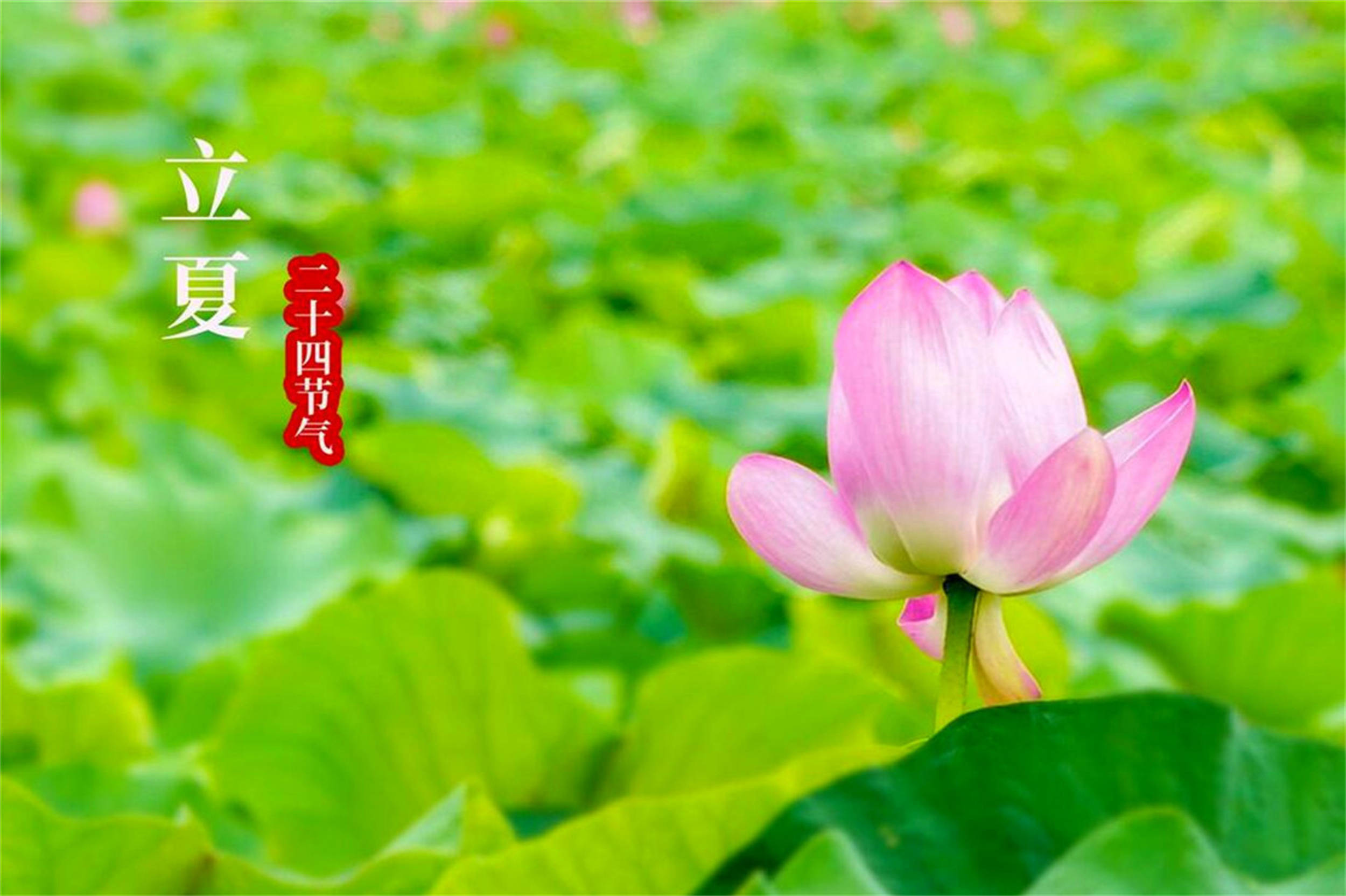 明日立夏,建议中老年人管住嘴,3多吃3少吃,顺应节气,健康入夏