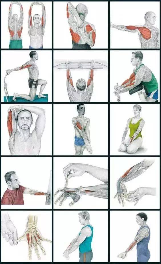 分享35张肌肉拉伸解剖图