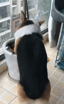 柯基把零食藏进花盆,被发现后强装镇定,狗:种瓜得瓜,种肉得肉