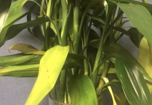 刚从市场上买回来的富贵竹,叶子黄了一大把,什么办?