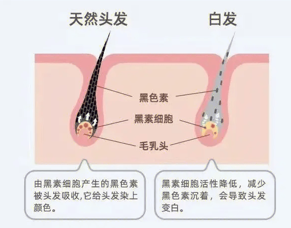长在前额,两鬓,后脑勺,分别代表啥?