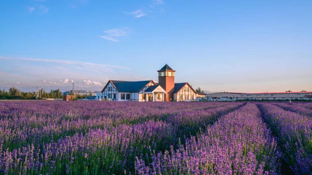 对话伊帕尔汗:"太空蓝"薰衣草,了不起的中国成分