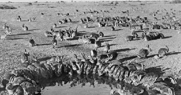 麦夸里岛的物种大战图片