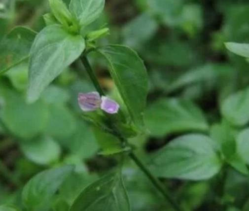 狗鸡头野菜图片