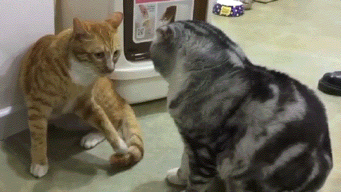 原创            猫咪在出糗时装作很忙，是为了缓解尴尬吗？-猫咪时尚