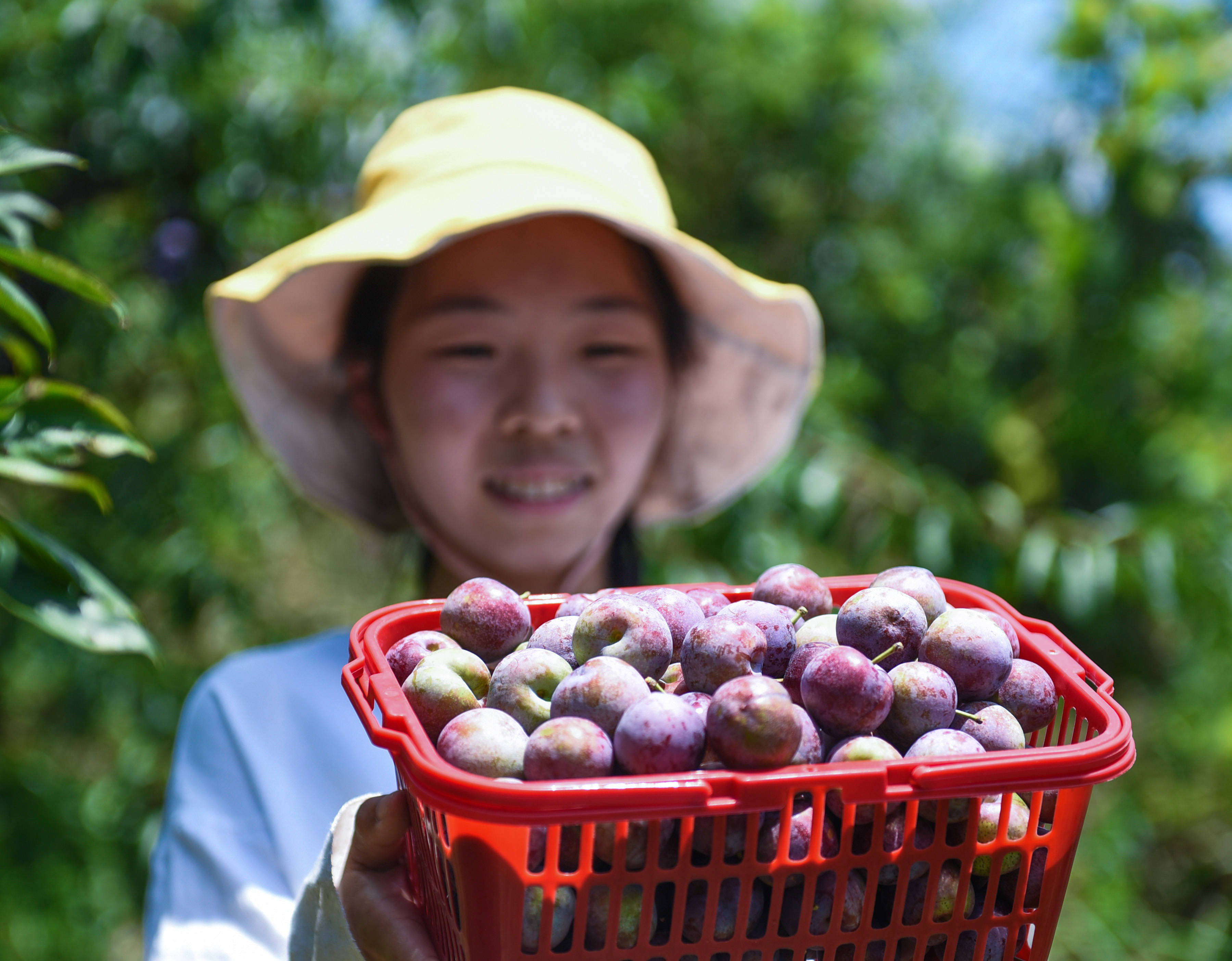 "李子树下埋死人!"李子真不能多吃?有无科学依据?