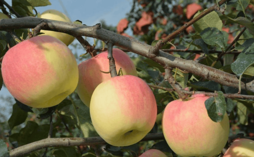水果 植物 1023_633