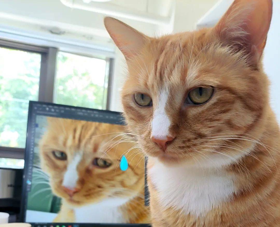 原创            猫咪在出糗时装作很忙，是为了缓解尴尬吗？-猫咪时尚