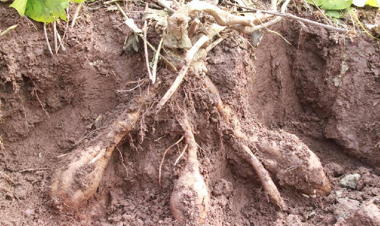 在深山刨上千树根,年销售额过亿_宋剑春_葛根_种植