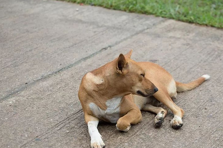 你确定有中华田园犬这个品种吗?我是真的尴尬了