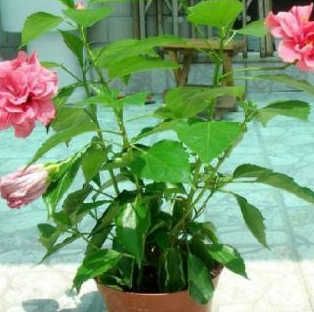 它们是出了名的"懒人植物",一个月不浇水,照样枝繁叶茂!