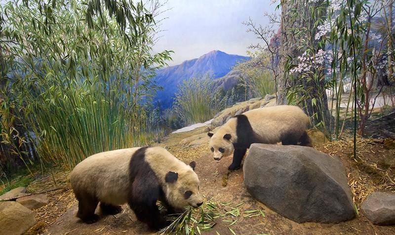 最早猎杀大熊猫的外国人,正是美国总统老罗斯福的两个儿子