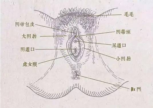 除此之外,还可能出现月经不调,性交疼痛,阴道干涩等生殖系统异常症状