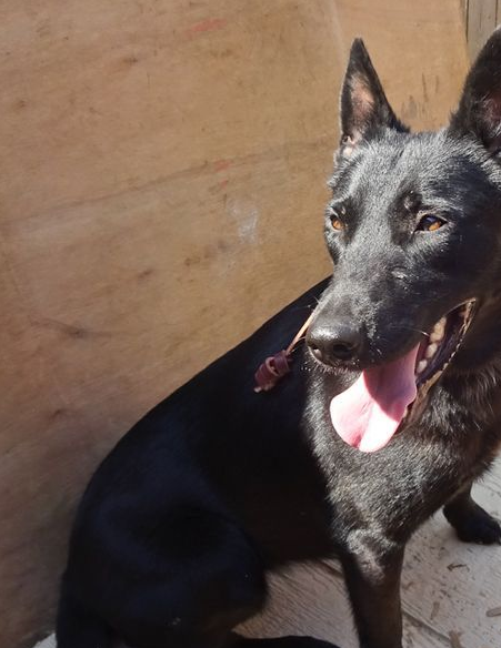 来自东北的黑色大狗,人称"黑驴蹄子",迅速蹿红,引欧美人关注