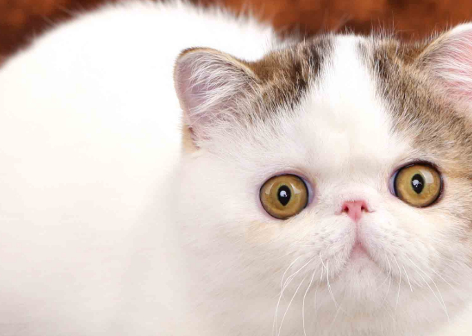 如何才能饲养好加菲猫,你们了解吗