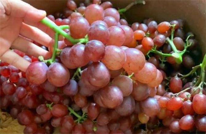 学会这样储存,天天都吃新鲜葡萄_冷藏_方法_时间